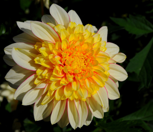 590834 (a): :1700x1465